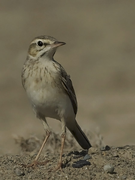 Nummikirvinen, Tawny Pipit, Anthus campestris